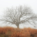 Ancient Oak by juliedduncan
