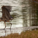 And This is the Way You Do It, Said the Blue Heron to the Egret! by rickster549