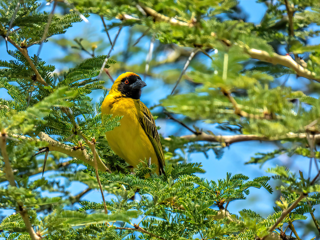 Masked Weaver in a Fever tree by ludwigsdiana
