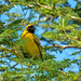 Masked Weaver in a Fever tree by ludwigsdiana