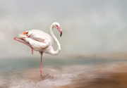 1st Jan 2020 - Flamingo with a texture