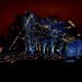 Synchronized "Dancing Lights" at Morton Arboretum by jyokota