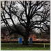 Linden tree by mastermek
