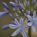 January Series - A month of Agapanthus by kgolab