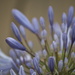 January Series - A month of Agapanthus (2) by kgolab