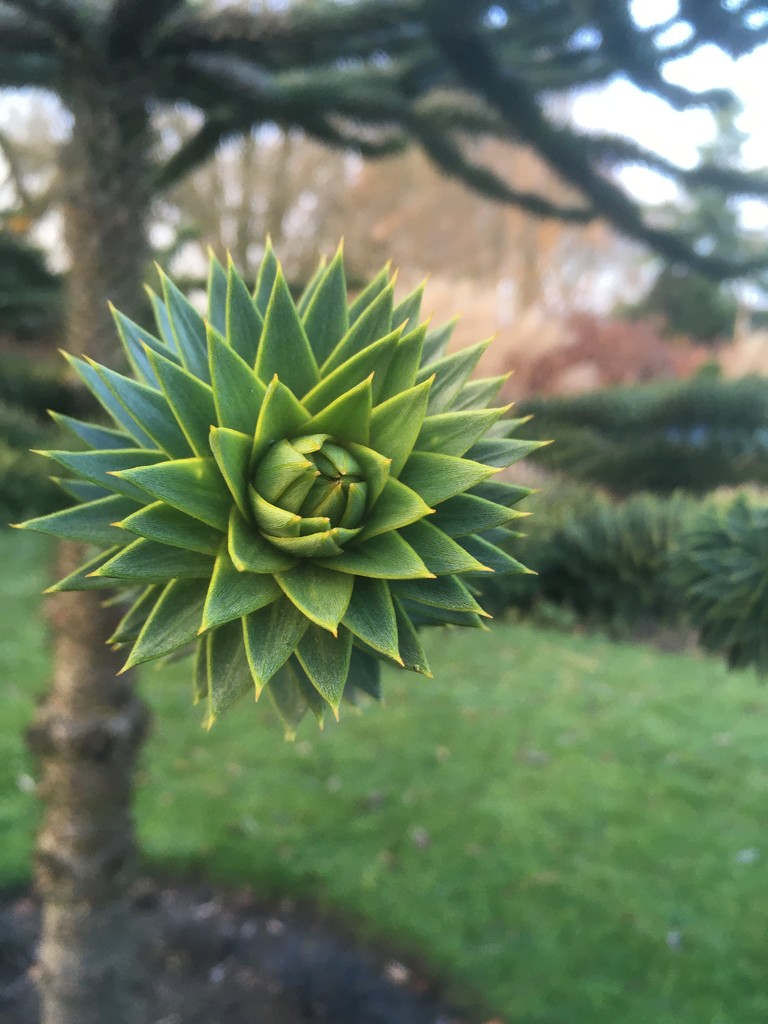 Monkey Puzzle by hannahbeth
