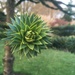Monkey Puzzle by hannahbeth