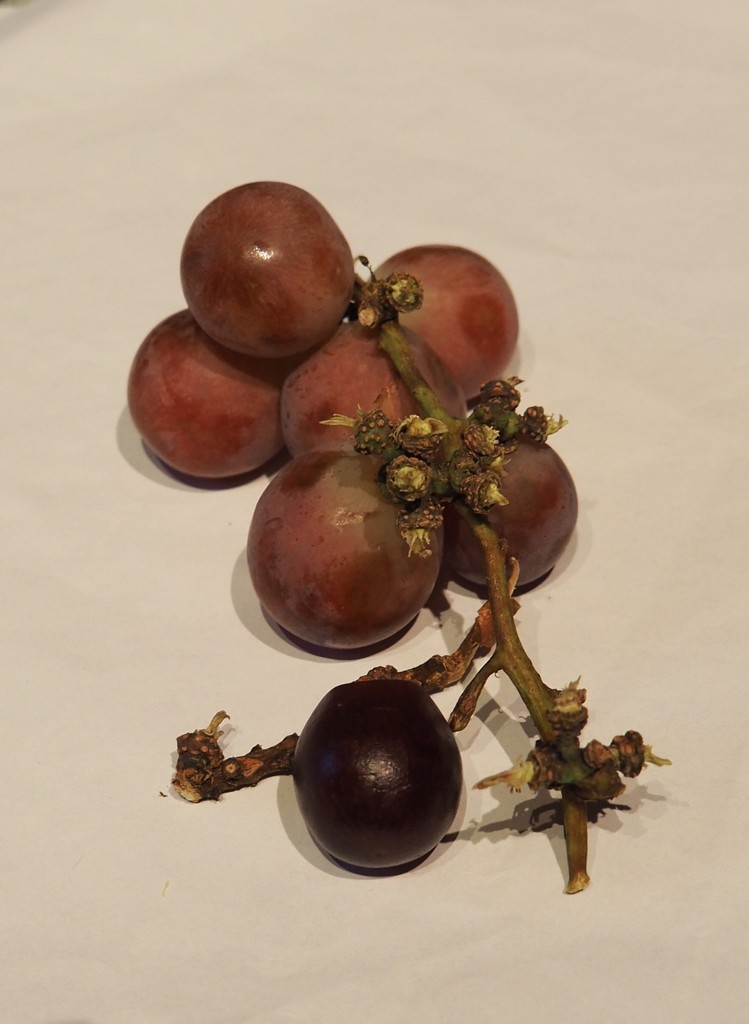 Last grapes, 2019 by s4sayer
