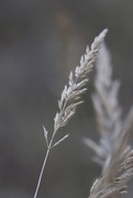 1st Jan 2020 - Dried Grass