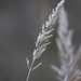 Dried Grass by phil_sandford