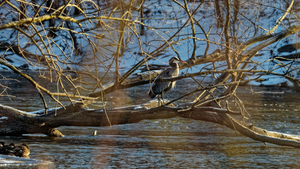 great blue heron by rminer