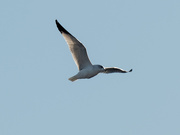 1st Jan 2020 - Ring-billed gull