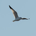 Ring-billed gull by rminer
