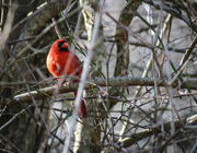 1st Jan 2020 - Cardinal in the Woods