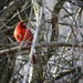 Cardinal in the Woods by marylandgirl58