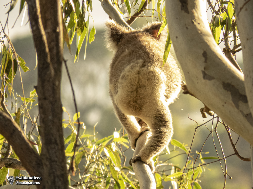 walk this way by koalagardens