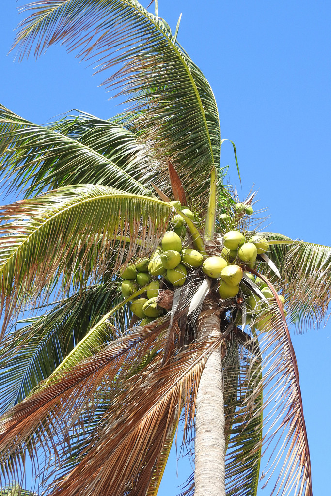 coconuts by homeschoolmom
