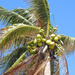 coconuts by homeschoolmom