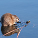 Muskrat by lsquared