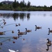 9 Ducks by sandradavies