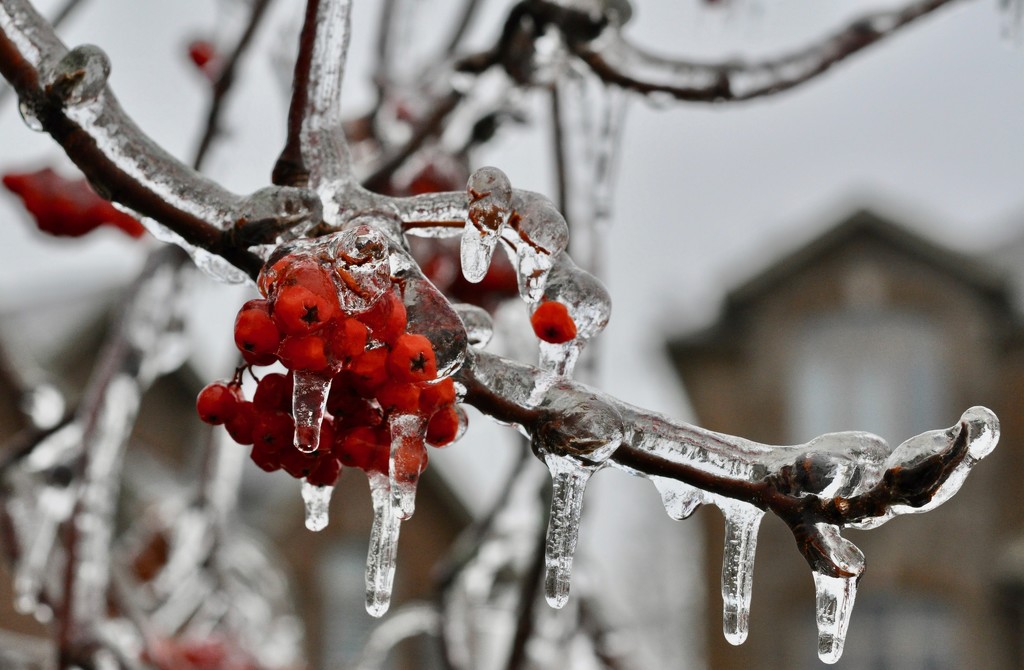 Ice Storm December 2019 by frantackaberry
