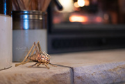 1st Jan 2020 - The Cricket On The Hearth
