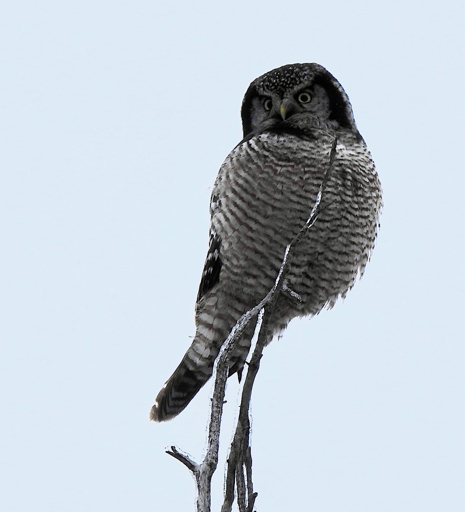 Northern Hawk Owl by sunnygreenwood