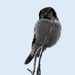 Northern Hawk Owl by sunnygreenwood