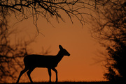 1st Jan 2020 - Deer Silhouette on Orange