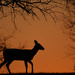 Deer Silhouette on Orange by kareenking