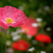 Wildflower garden by maureenpp
