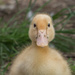 Duckling by gosia