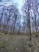 2nd Jan 2020 - In the woods again