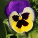 January 2: Pansy by daisymiller