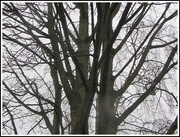 2nd Jan 2020 - Winter branches and patterns.
