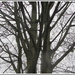 Winter branches and patterns. by grace55