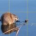Muskrat - Rule Of Thirds by lsquared