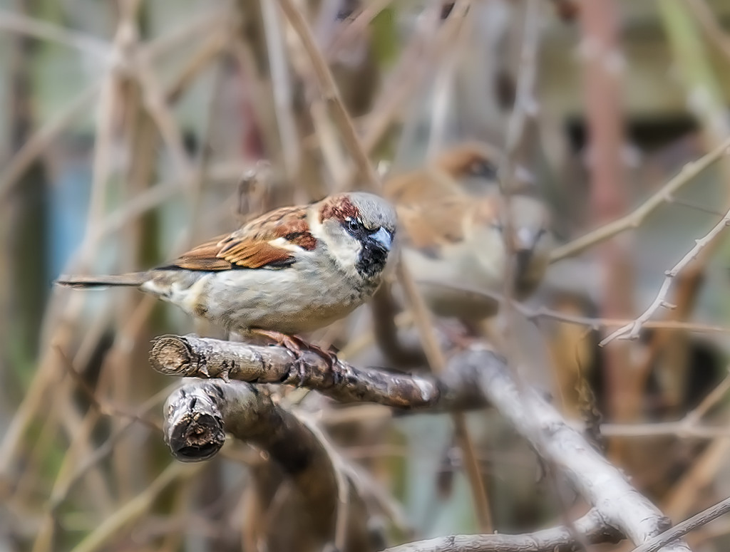 Sparrow Stare by gardencat