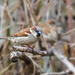 Sparrow Stare by gardencat