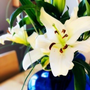 1st Jan 2020 - Lilies For The New Year