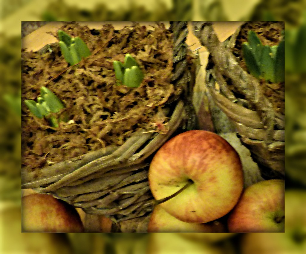 Hyacinths and apples by beryl