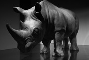 2nd Jan 2020 - Rhinocèros apud Saepta