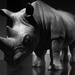Rhinocèros apud Saepta by domenicododaro
