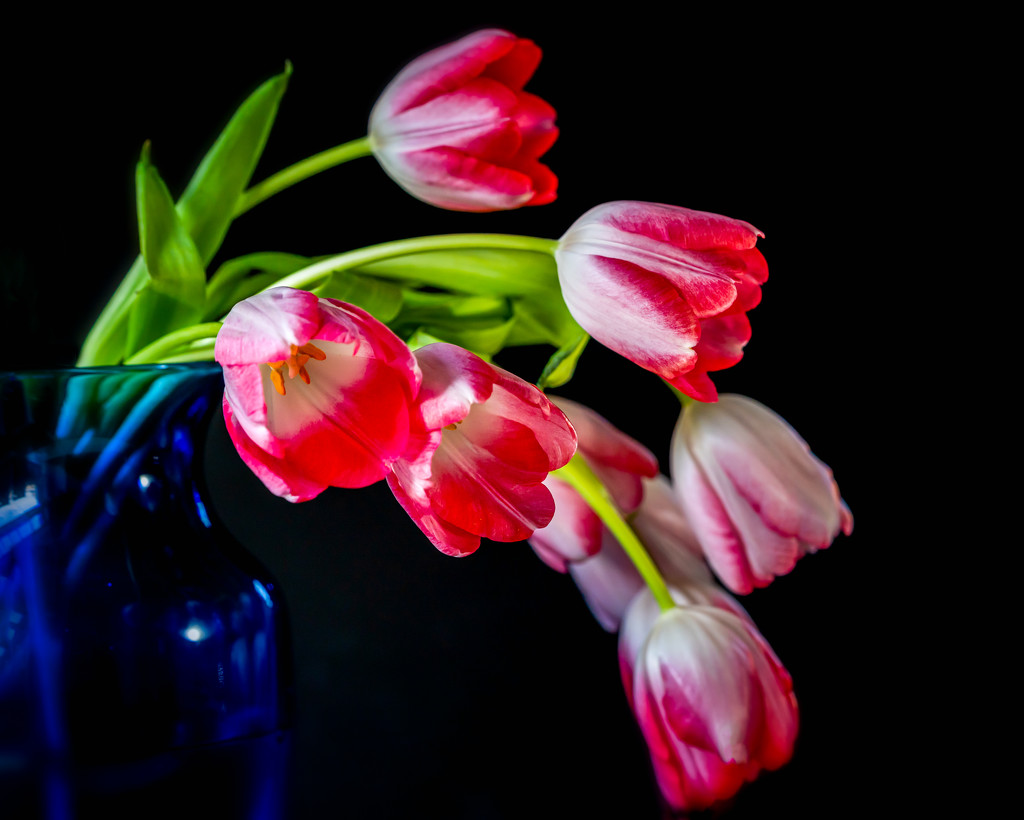bending tulips by jernst1779