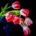 bending tulips by jernst1779