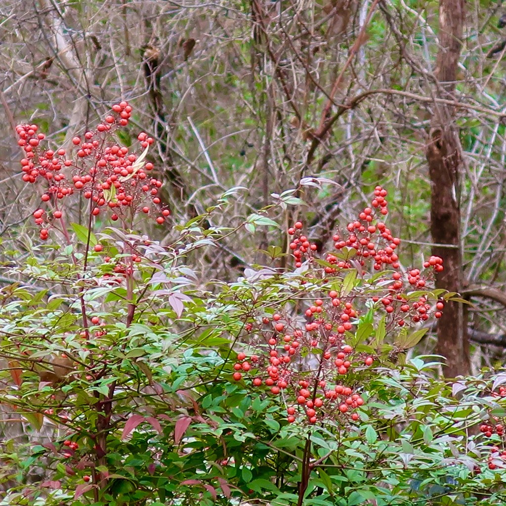 The only color right now is the wild Nandina bushes and their berries  by louannwarren