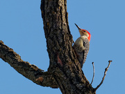 2nd Jan 2020 - red-bellied woodpecker 