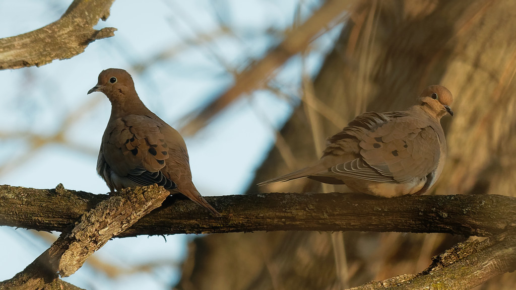 mourning dove pair by rminer