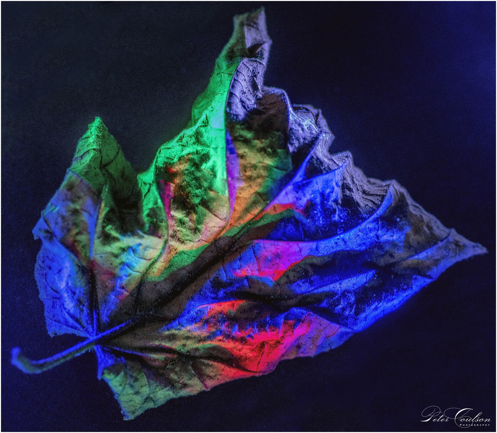 Dry Leaf by pcoulson