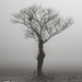 Lone Tree... by vignouse